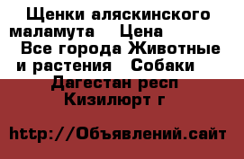 Щенки аляскинского маламута  › Цена ­ 15 000 - Все города Животные и растения » Собаки   . Дагестан респ.,Кизилюрт г.